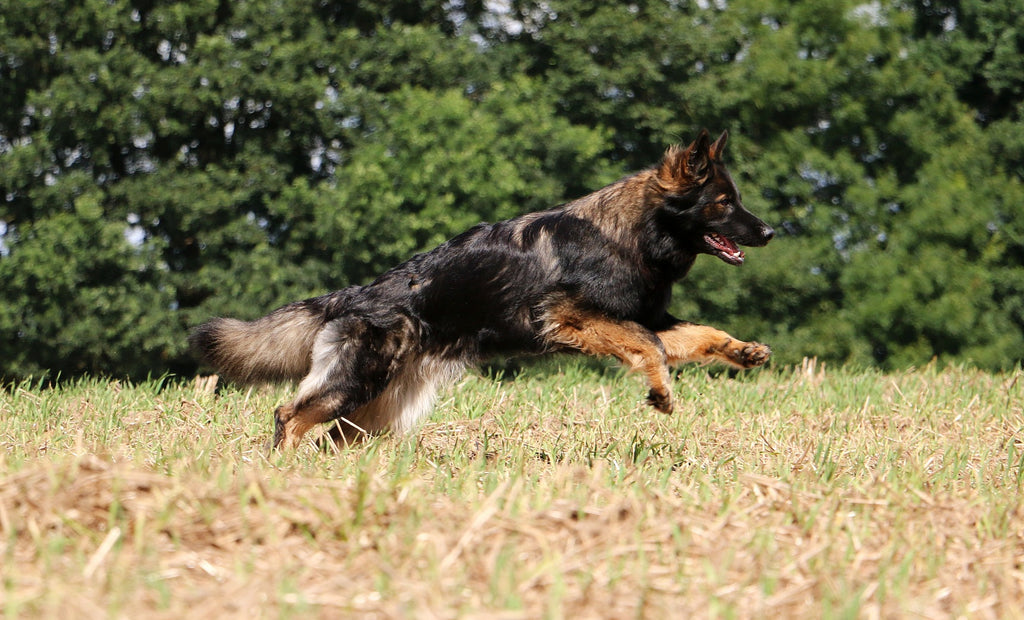 Mental Stimulation vs Physical Exercise – Why Your Dog Needs Both for True Balance