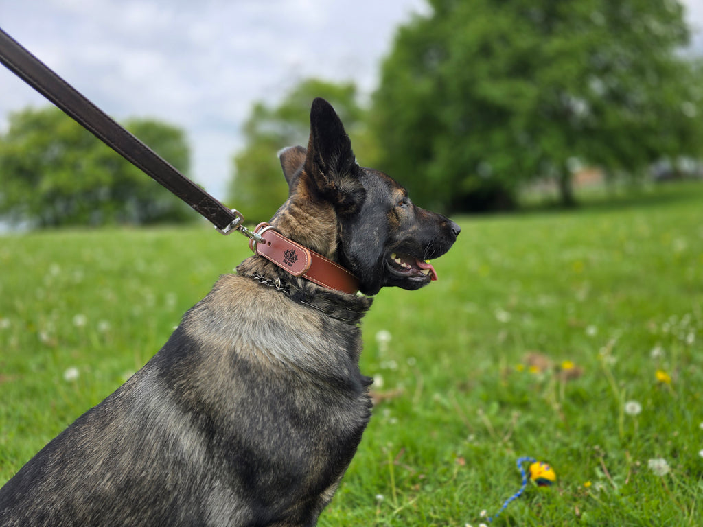 EQ K9 Premium Leather Collar – Strong, Stylish & Comfortable image 3