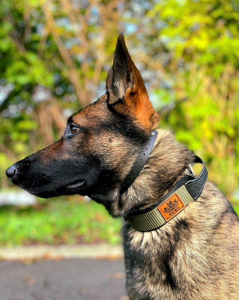 EQ K9 Dog Collar with Handle - 2 Layers - Heavy Duty Buckle image 0
