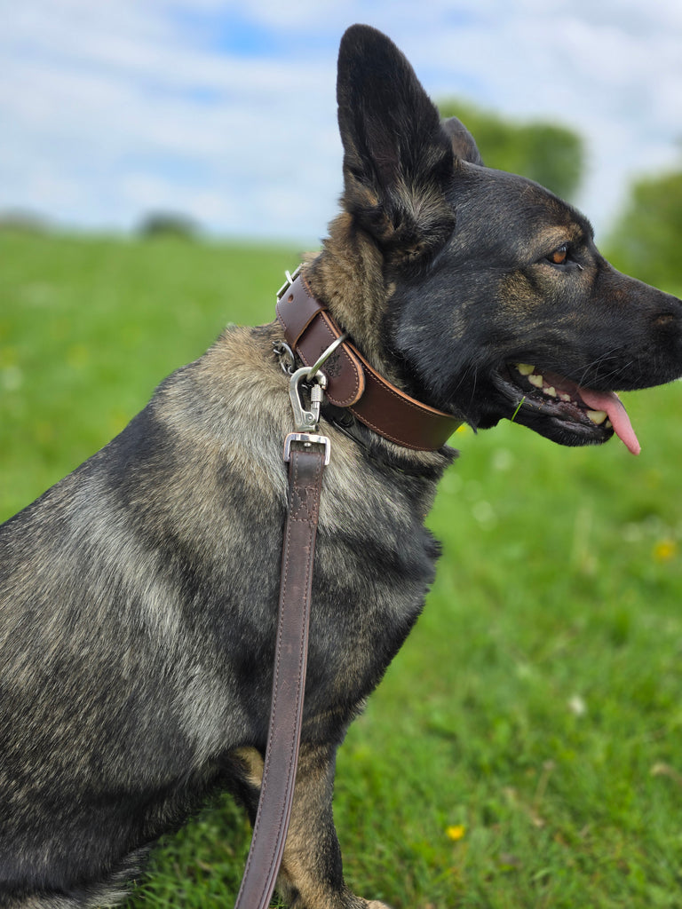 EQ K9 Premium Leather Collar – Strong, Stylish & Comfortable image 4
