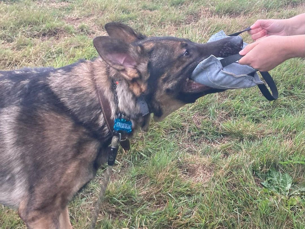 EQ K9 Dog Tug Set - Tug/Bite Pillow image 6