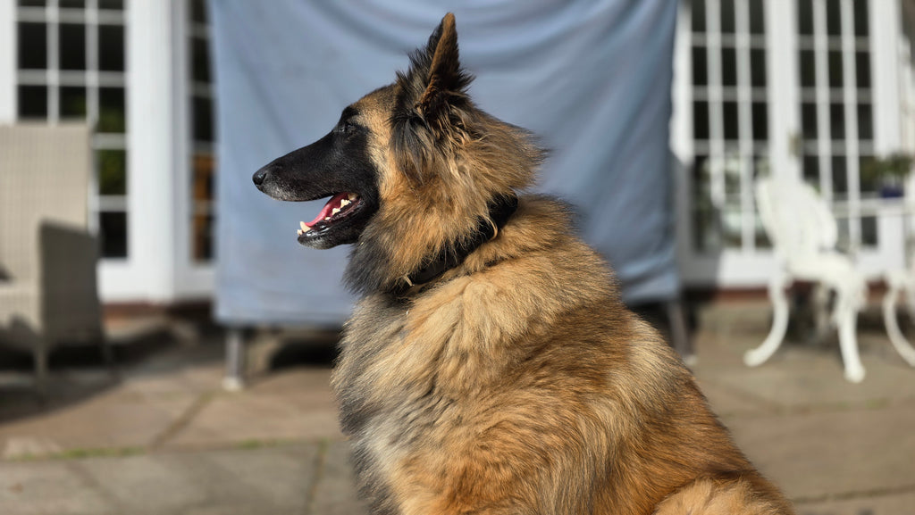 EQ K9 Premium Leather Collar – Strong, Stylish & Comfortable image 5