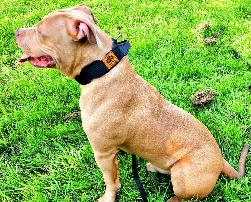 EQ K9 Dog Collar with Handle - 2 Layers - Heavy Duty Buckle image 9