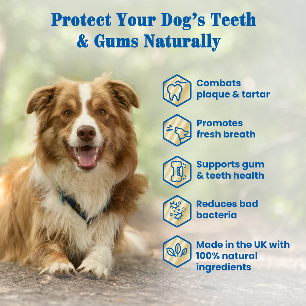EQ K9 Dental Powder for Dogs | Natural Plaque & Tartar Remover | 70g image 7
