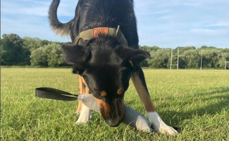 EQ K9 Leather Dog Tug with 2 Handles image 5