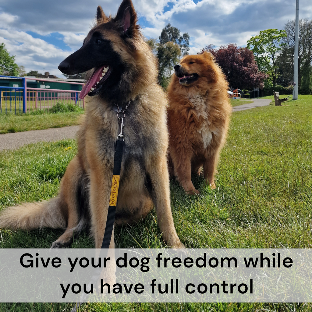 EQ K9 Dog Lead with Handle for Dog Training image 1