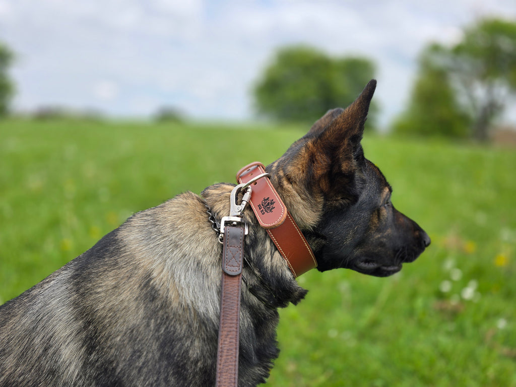 EQ K9 Premium Leather Collar – Strong, Stylish & Comfortable image 13