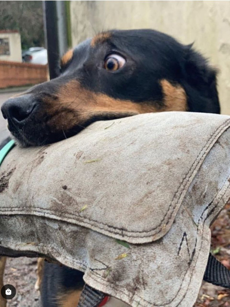 EQ K9 Leather Bite Pillow image 5
