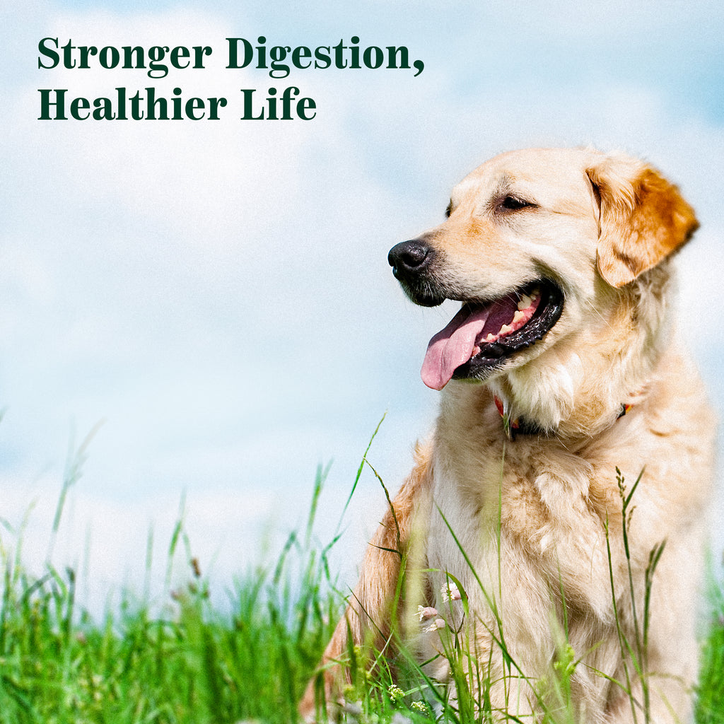 EQ K9 Prebiotics & Probiotics for Dogs, 120 Comprehensive Digestive Care Tablets image 5